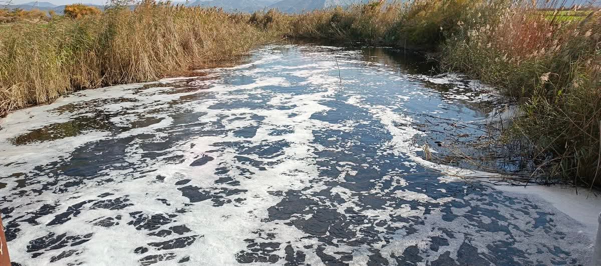 Bafa Gölünde canlılar can çekişiyor