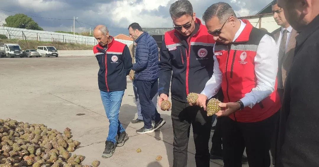 Çam Fıstığı Tesislerinde İnceleme